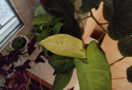 Хлороз листьев: причина желтизны и как с ней бороться