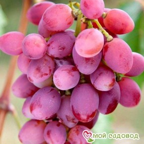 Виноград Рута: ранний сорт с уникальным вкусом и привлекательными ягодами