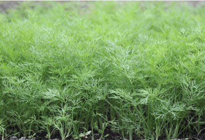 Почему укроп вызывает неприязнь у иностранцев