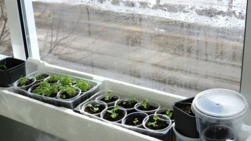 ������ ������� ����� �� ������: 6 ������� ������ � ������ �� ����������