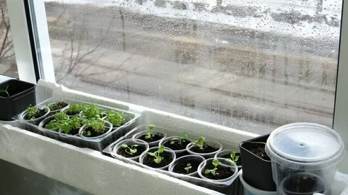 Почему рассада перца не растет: 6 скрытых причин и методы их устранения