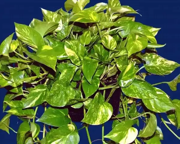 Эпипремнум: зеленый спутник, который освежит любой интерьер