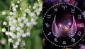 Цветы и звездные знаки: что они могут рассказать о вас?