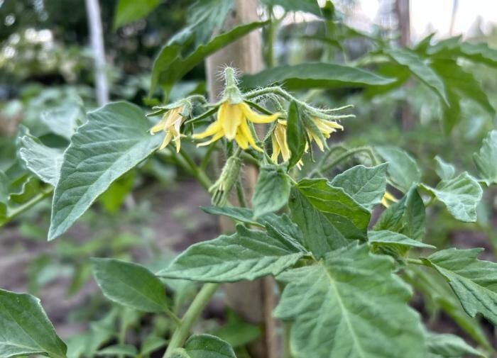 ���� ��� ���������: ��� ��� ����������?