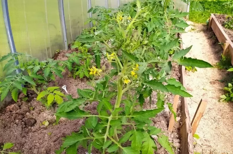 Как защитить томаты в теплице от вершинной гнили: полезные советы