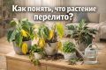 Как распознать признаки переувлажнения у растений