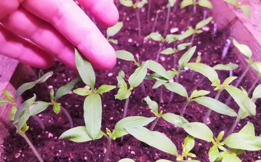 Ошибки при пикировке рассады томатов, о которых стоит знать