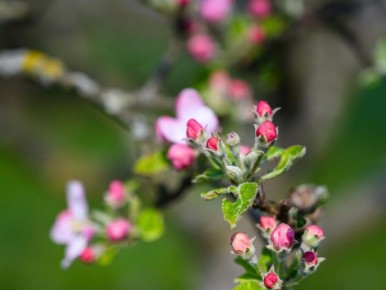 Как правильно ухаживать за яблонями в начале лета: секреты успешного опрыскивания