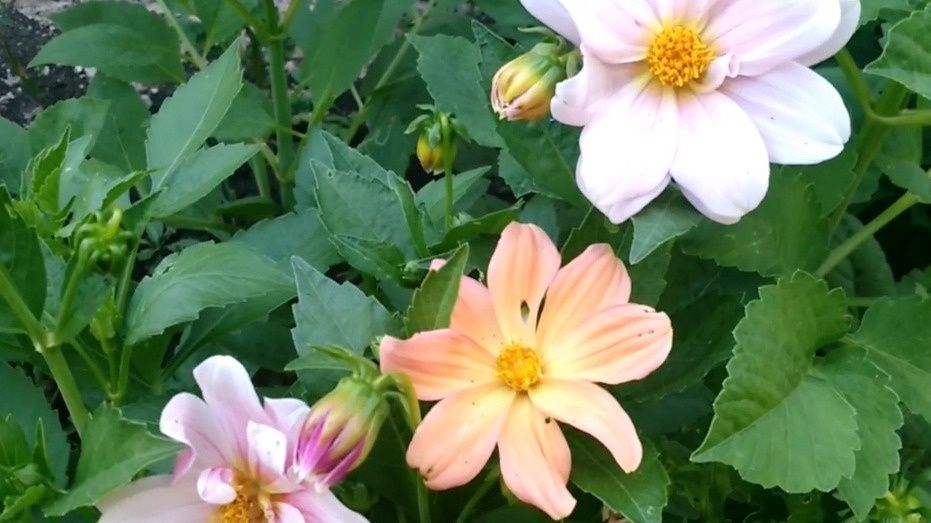 ��� ���������� �������� ����������� ���: ������� ������ � �������� ��������