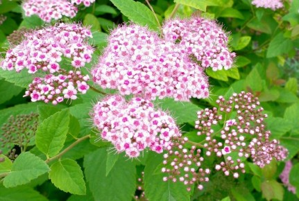 Спирея: весенний цветок, который радует глаз весь сезон