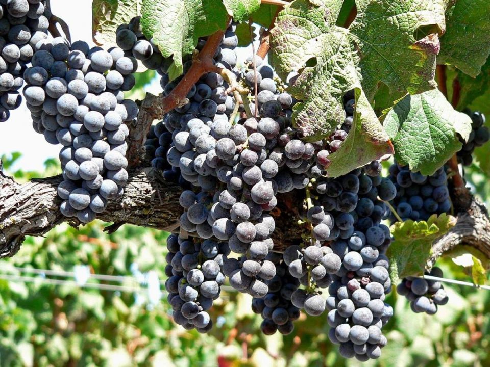 ��� ������� ����� � �������� ����� �������� ������ ���������