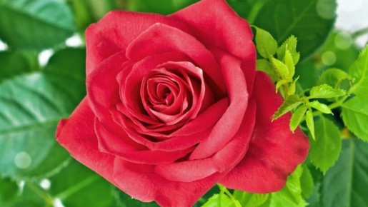 �������� ������������ ���: ������� �������� ���������