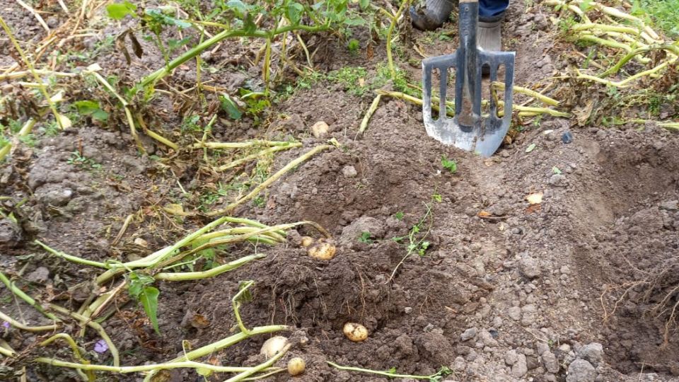 ��� ������������ ����� ���������� ��������� ������� � �����������