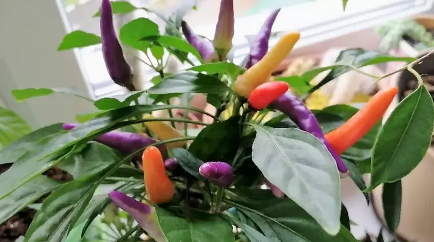 Как вырастить острые перцы на своем подоконнике: опыт домашних садоводов