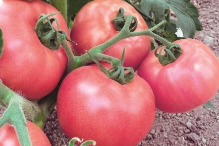 ������ ��� ��������� ������: �������� ������ �����