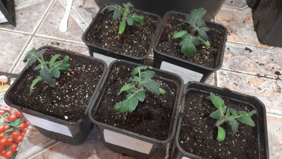 ����������� ������� ��� �������: ���������� ������ ���������