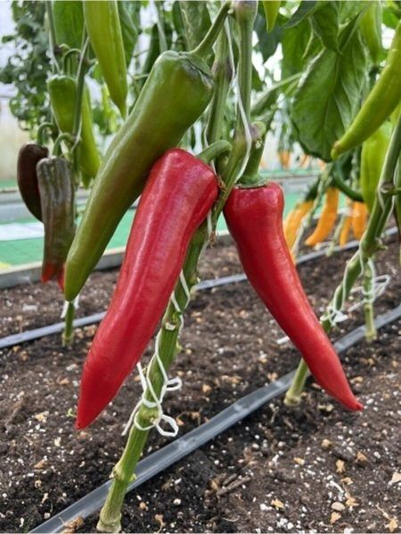 ����� ����� �������: ��������� ����� ��� ������ �������