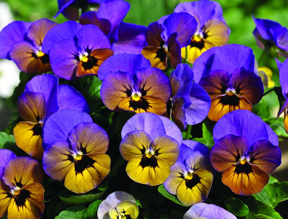 ������ �������: ������������, ������� ������ ���� �� ������� �����