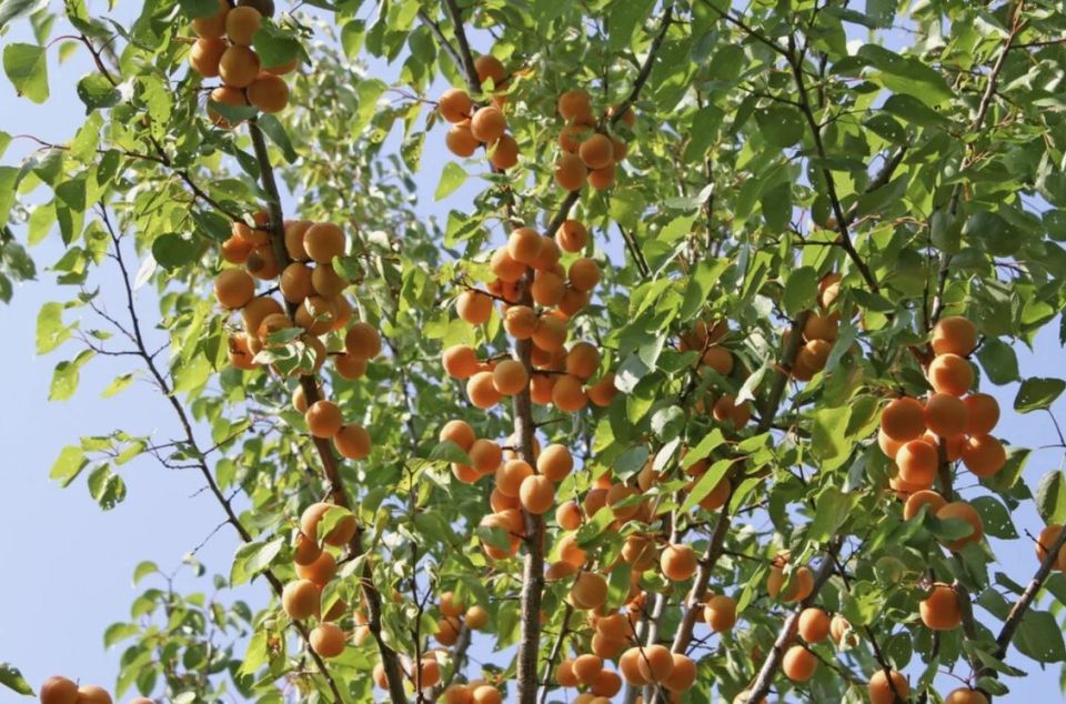 ���� �� ��������� ����� ������: ������� ������� � ���������