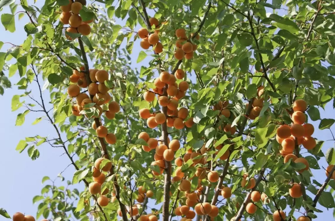 Уход за абрикосом после урожая: секреты обрезки и подкормки