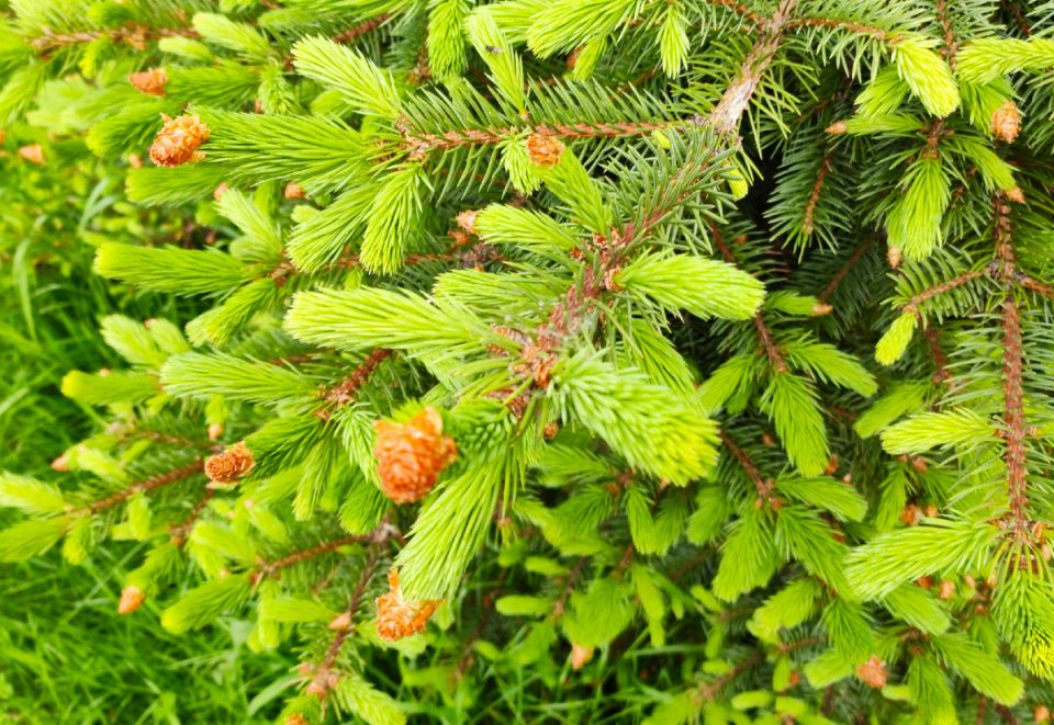 ���� ������� �����: ���������� ��� ������ ������ ����