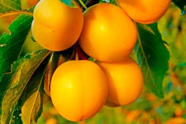 ����� �����: ��������� ���� ��� ������������ ���������