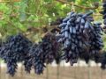 Виноград черный палец: уникальные ягоды для вашего стола
