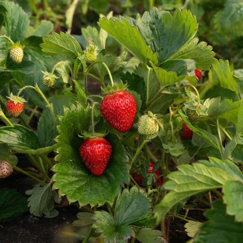 ��� �� ��������� ������: ������� ������ ���� ��������