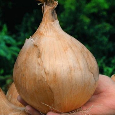 ��� ����� �����: ������� ������, ��������� �������� ����� �����