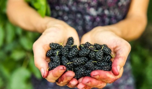 Как быстро избавиться от следов шелковицы на руках: пять эффективных методов