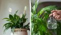 Как вернуть спатифиллуму цветение с помощью простых домашних средств