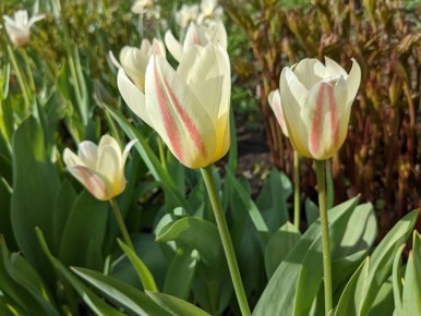 ���������� ��������: ������ ������ ���������, ������� ���������� ����� � �������