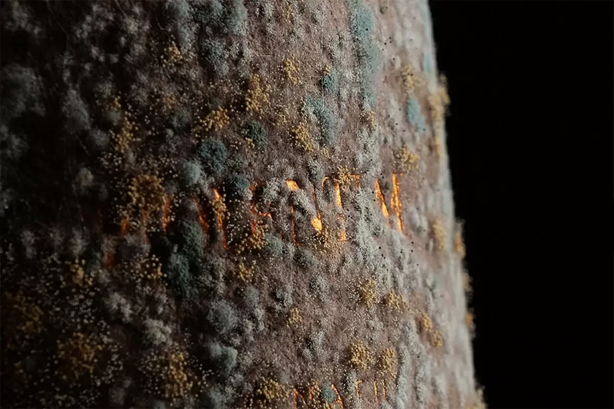 Хорватия представляет первую живую этикетку на вине: плесень как искусство