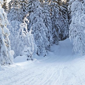 Лёд шипит и тает: секреты быстрой очистки дачных дорожек