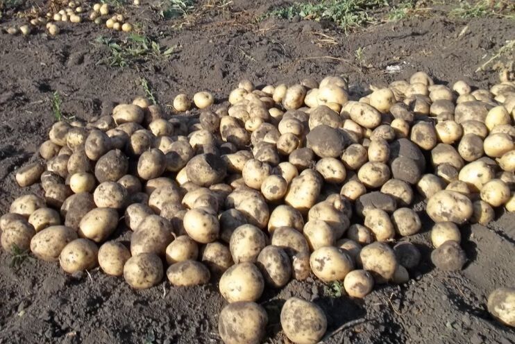 ��� ��������� ��������� ���������: �� ������� �� ������