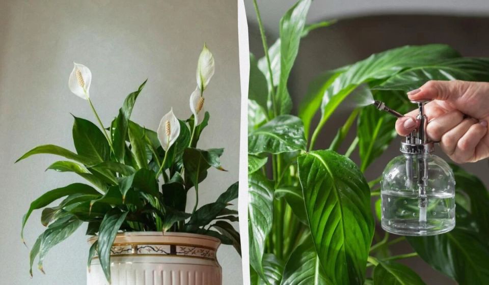 ��� ������� ������������ �������� � ������� ������� �������� �������