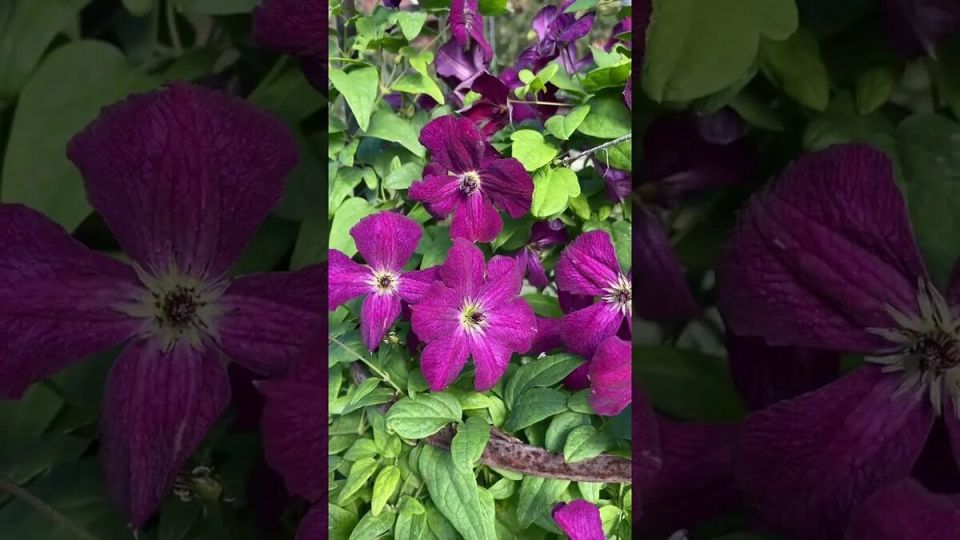 ��� ����������� �������� � ����: ������ �� �������� ������