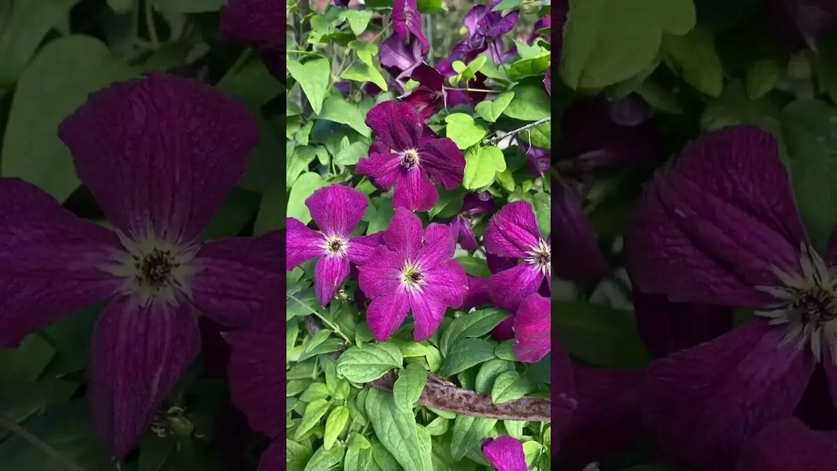 Как подготовить клематис к зиме: советы по регионам России