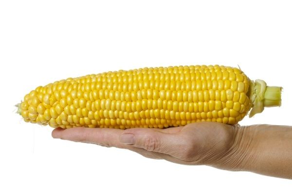 �������� ������ ����: ������� ��������� ����������� �������� ������