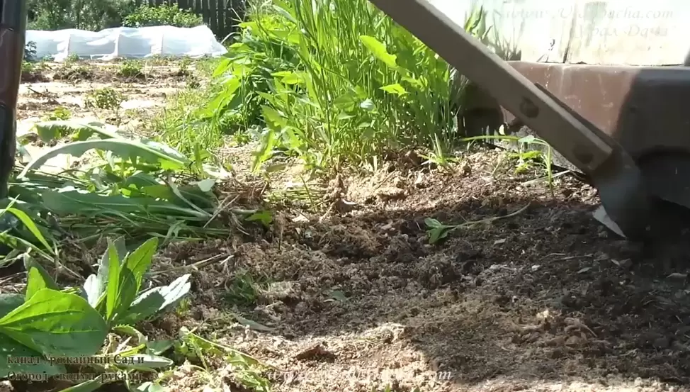 Как победить агрессивный пырей: секреты и советы