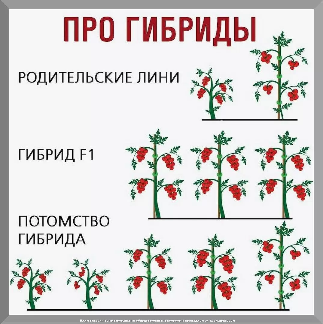 Запасаемся знаниями о зимнем уходе за растениями