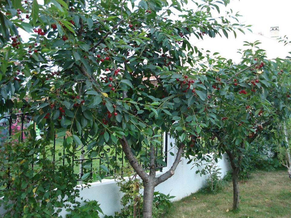 ��� �������� ����� �� ����: ������� ������� ��� ������ ����