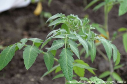 ��� �������� �������� �� �������� ����������: ����������� ������