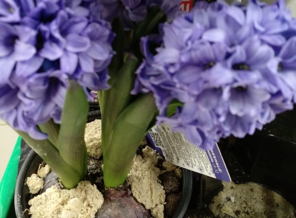 ��� ������� ����� ���������� ������ ����� 8 �����