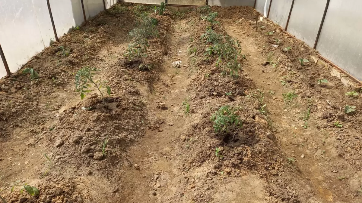 Как правильное размещение растений в теплице обеспечивает рекордный урожай