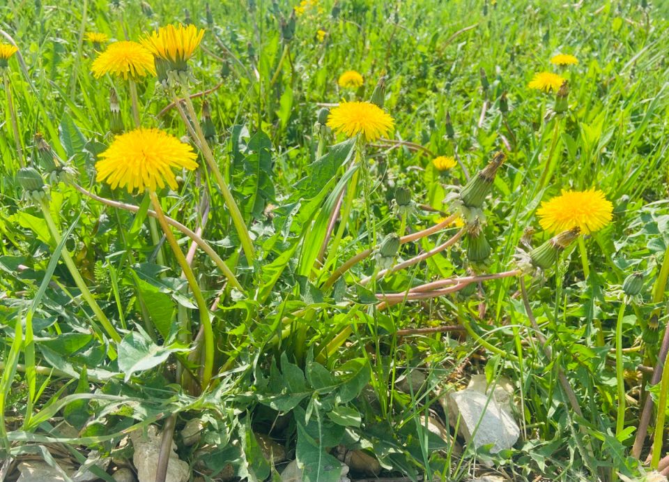 ��� ���������� ����� ����� ������ ���������� � ����: ����������� ������ ������ � ���������