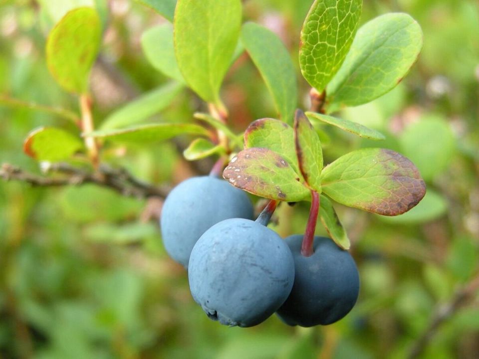 ���������� ����� ��� ��������: ��� ��������� ������� ���� ��������� ������ ����� � ��������