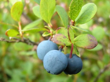 ���������� ����� ��� ��������: ��� ��������� ������� ���� ��������� ������ ����� � ��������