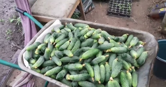 ��� ����� ������������ ������� �������: ������� ��������� �����������