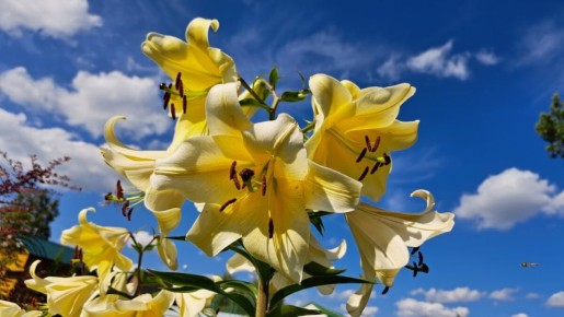 Гигантские лилии: удивительное открытие для садоводов